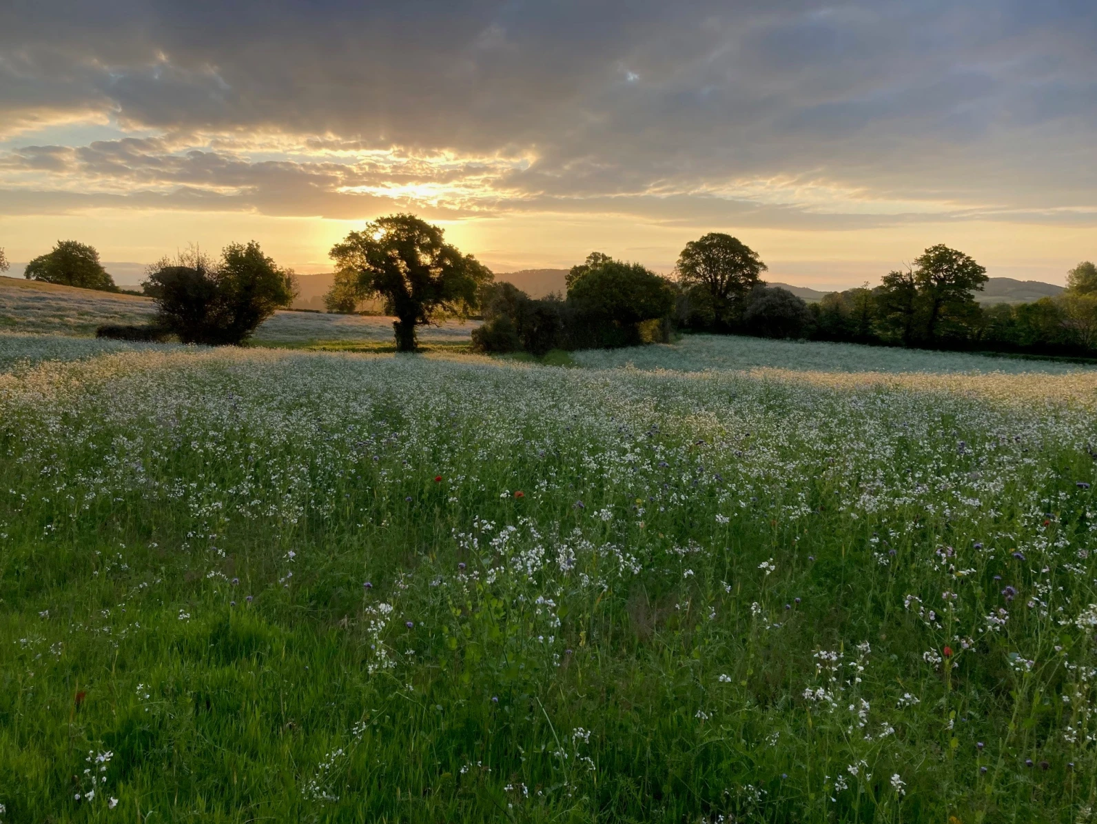 Wildflower meadow bakers brake