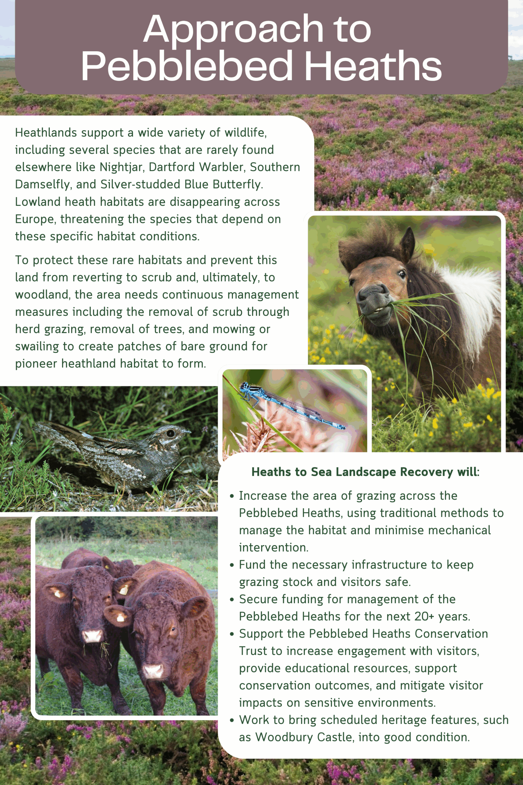 Heaths to Sea's draft proposed plans for working with and supporting the Pebblebed Heaths National Nature Reserve