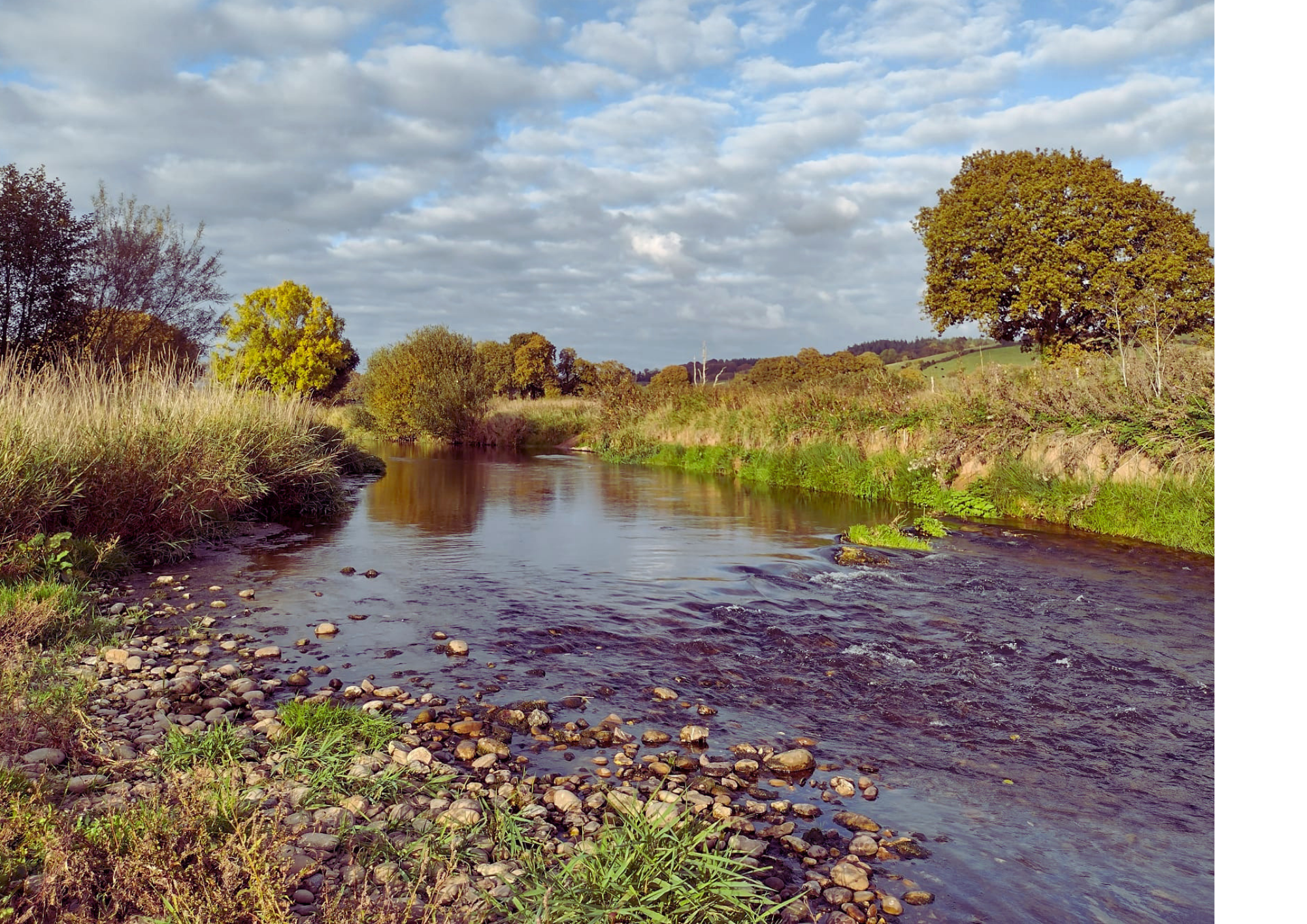 Image of the River Otter